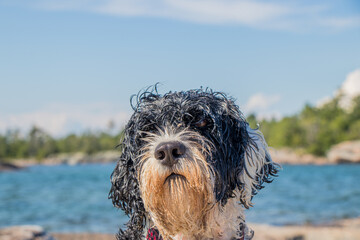 Portuguese Water dog with wet sandy face on a summer day