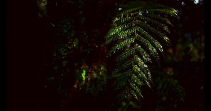 Forest Fern