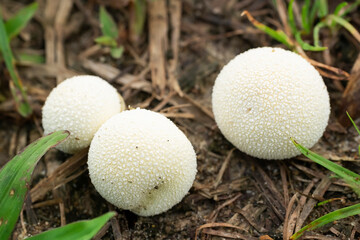 mushroom in the forest