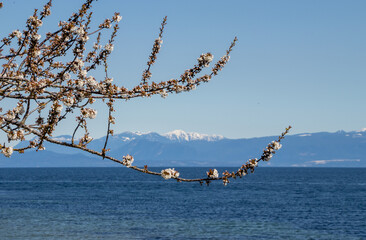 Naklejka premium tree with spring blossoms beside the sea