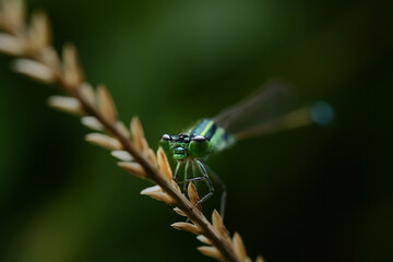 dragonfly on a leaf