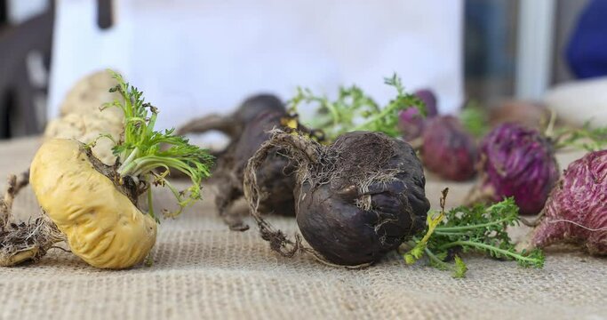 Fresh Maca roots or Peruvian ginseng  (lat. Lepidium meyenii) (Selective focus, Focus on maca roots on the front)