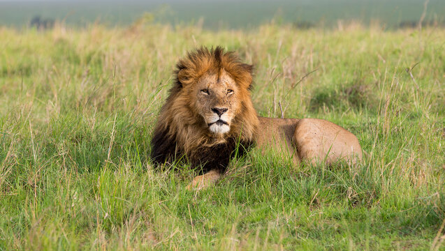 A male lion resting in the long gass. Taken in Kenya