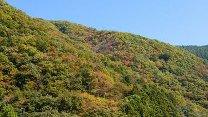 Mountains near Tokyo in autumn with colorful autumn leaves