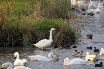 Swans in the lake, 31/10/2021