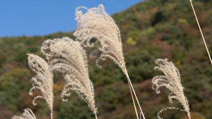 Ears of Japanese pampas grass swaying in the wind