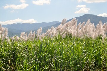 Corn field growing with volcano in the background in El Salvador, Central America