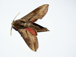 Close up shot of Agrius convolvuli, the convolvulus hawk-moth