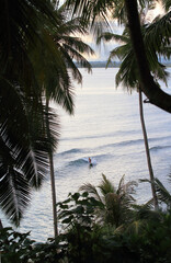 surfer riding a gentle wave surrounded by palm trees