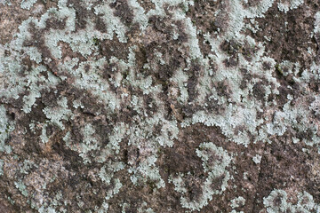 Rock and moss texture and background. Mossy stone background. Abstract texture and background for designers. Mossy stone texture. Closeup view of moss and rocks