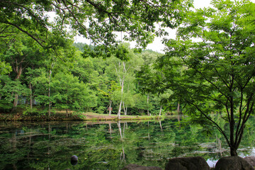 緑の森と湖　富良野市
