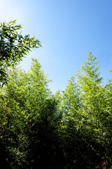 Fototapeta premium Slim Group of Bamboo Background and Wallpaper