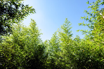 Obraz premium Slim Group of Bamboo Background and Wallpaper