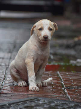 Homeless Indian stray puppy sitting and starving during rainy season