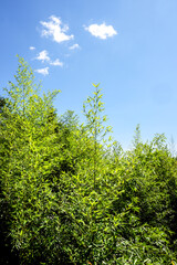 Slim Group of Bamboo Background and Wallpaper