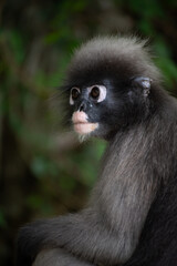 Nature, Spectacled Langur waiting for fruit from tourists