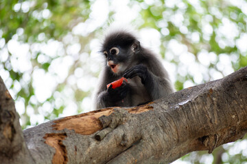 Nature, Spectacled Langur eat fruit on trees, Khao Lom Muak Thailand