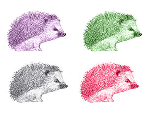 graphic illustration of little hedgehog