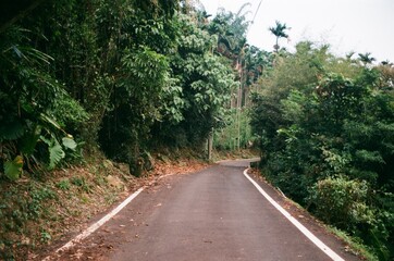 road in the woods