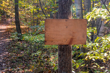 A blank wooden sign is attached to a tree beside a hiking trail through a lush green forest on a sunny day.
