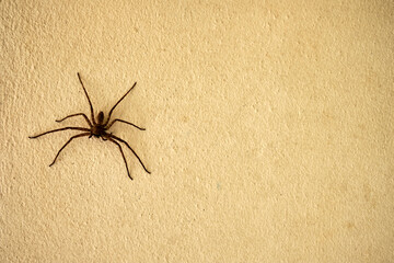 spider on the wall