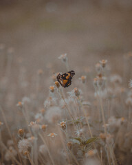 butterfly on flower