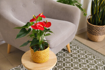 Anthurium flower in pot on wooden table