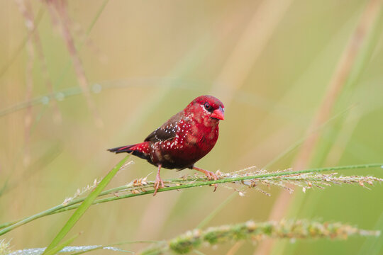 Male Red Avadavat (Amandava amandava) sitting on a green grass. seen in a India.