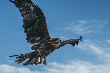空を飛ぶとんび