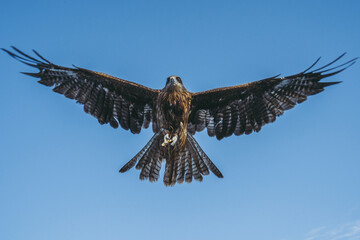 空を飛ぶとんび