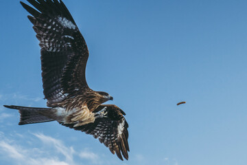 空を飛ぶとんび
