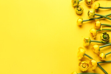 Beautiful waterlily flowers on yellow background
