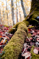 moss on the tree