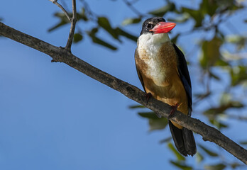 The black-capped kingfisher perching on tree branch , Thailand