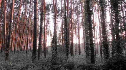 Magnificent pine forest. Beauty nature