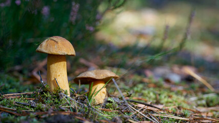 velvet bolete (Suillus variegatus) on the forest floor in autumn