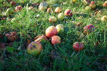 heruntergefallene Äpfel auf einer Streuobstwiese im Herbst im Gras