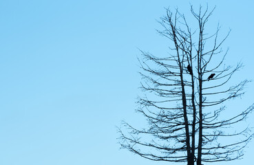 Tree without leaves with two birds on it against blue sky background. Winter is coming concept