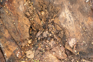 The surface of the old brown wood texture. Wooden background
