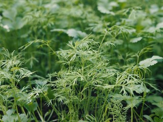Fototapeta premium Autumn. A bed with young shoots of useful herbs, dill and cilantro, grown in a greenhouse.