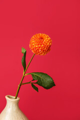 Vase with beautiful dahlia flower on color background, closeup