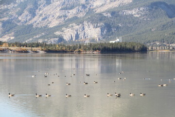 wetlands, Banff National Park, Alberta