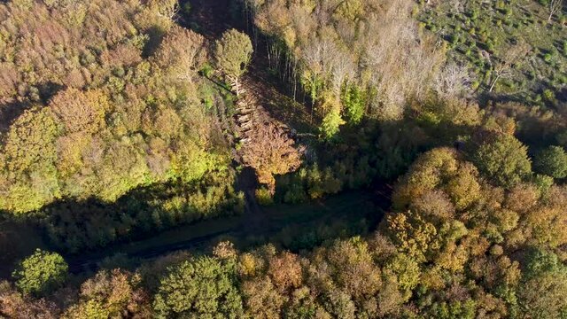 Deforestation in Kent England captured by 4K drone in Denge Woods.
