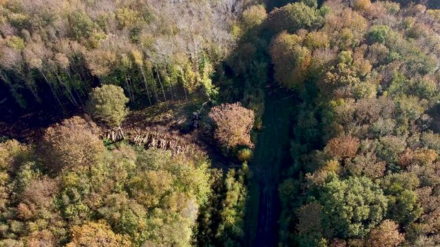Deforestation in England captured by 4K drone