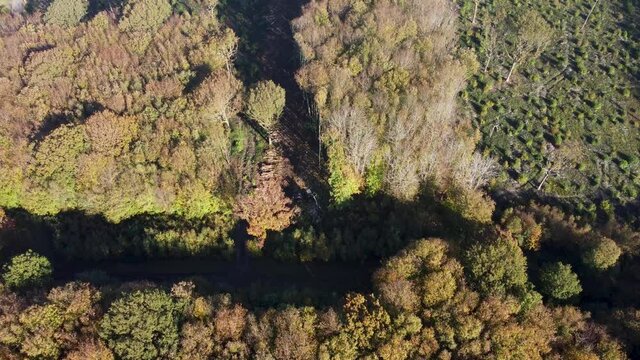 Drone footage of machine deforestation in UK. Woodland management an seen by drone.