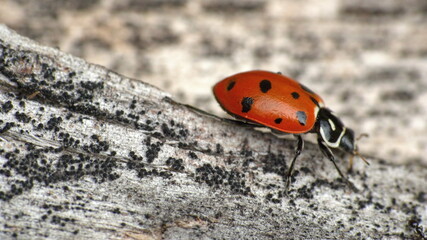 Ladybug on a stick in Cotacachi, Ecuador