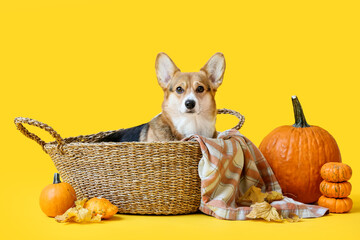 Cute dog in wicker basket, autumn leaves and pumpkins on color background. Thanksgiving day...