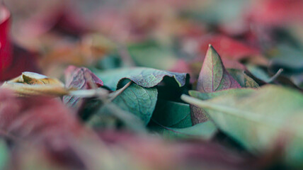 Colorful autumn leaves are lying on the ground. Very soft focus