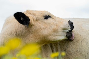 Stud Angus, wagyu, speckle park, Murray grey, Dairy and beef Cows and Bulls grazing on grass and...