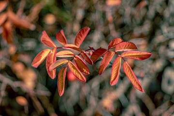Bright red autumn rosehip leaves. Soft focus